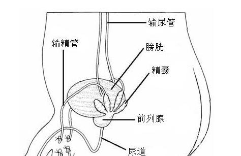 排卵监测怎么知道自己是不是在排卵